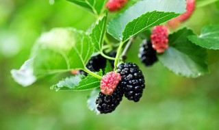 桑树盆栽可以在家里养吗（家中能养桑树吗）