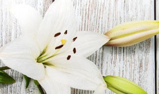 百合花怎么养（百合花怎么养 水养）