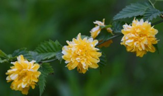 棣棠花的养殖方法和注意事项（棣棠花移栽注意事项）