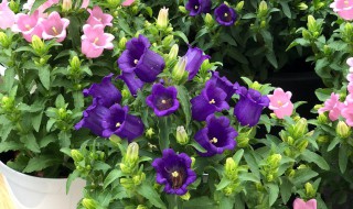 紫斑风铃草的养殖方法和注意事项 紫斑风铃草怎么养