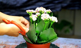 凤尾长寿花的养殖方法和注意事项 凤尾长寿花怎么繁殖怎么修剪