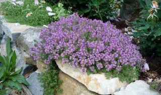 百里香的养殖方法和注意事项（百里香的养殖方法和注意事项有哪些）