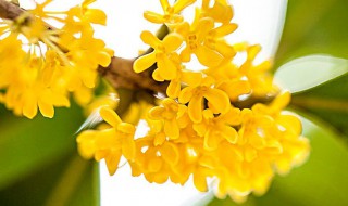 桂花树移栽方法和注意事项 盆栽桂花树移栽要注意什么