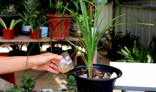 兰花的浇水方法和注意事项 兰花的浇水方法和注意事项图片