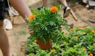 万寿菊种子的种植方法和注意事项（万寿菊种子的养殖方法和注意事项）