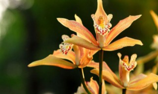 虎头兰花种植注意事项（虎头兰花种植注意事项和禁忌）