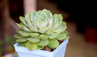 海豹多肉的养殖方法和注意事项（海豹多肉怎么养肥）