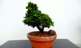 石化桧盆景的养护方法（石化桧盆景的养护方法 2022）