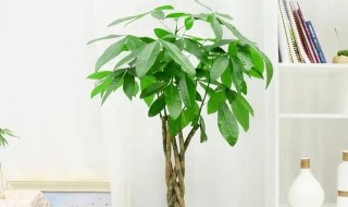 发财树可以修剪枝叶吗（发财树能剪枝叶吗）