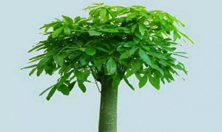 招财棍怎样养 吸财棍好养介绍