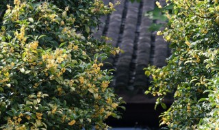 桂花树可以种在院子里吗 桂花树可以种在院子里吗风水