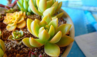 黄丽多肉怎么养殖方法 黄丽多肉的养殖方法