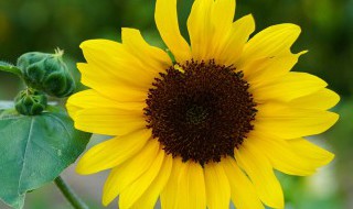 向日葵有花粉吗 向日葵花有花粉嘛