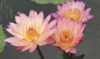 香水小叶莲花怎么养（香水小叶莲花养殖）