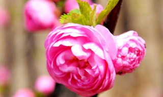 木菊怎样剪枝才能开花（木菊怎样剪枝才能开花木菊花什么季节剪枝）