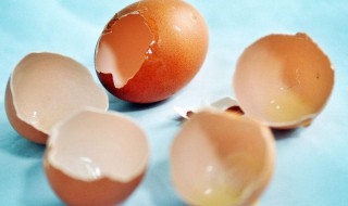 防止母鸡吃鸡蛋小妙招 防止母鸡吃鸡蛋小妙招图片