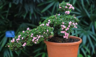 种植杜鹃花的小妙招 种植杜鹃花的小妙招有哪些