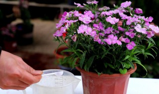 石竹花的养护和注意事项（盆栽石竹花怎样管理）