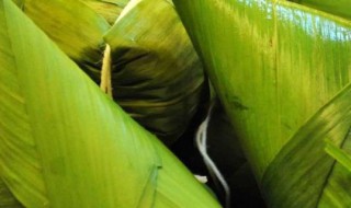 粽子的种类有哪些（粽子的种类有哪些图片）