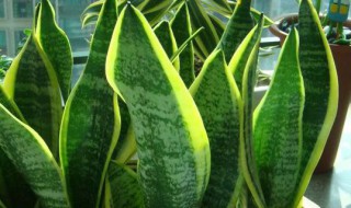 虎皮兰烂根后怎么重新生根（虎皮兰烂根后怎么重新生根呢）