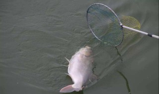 抄鱼有什么技巧（抄鱼有什么技巧吗）