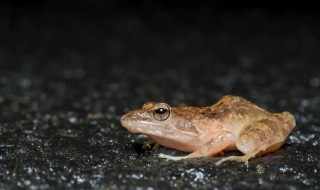 蛤蟆叫声扰民小妙招