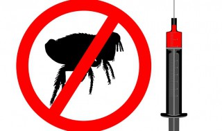 消灭跳蚤的小妙招 消灭跳蚤的小妙招视频