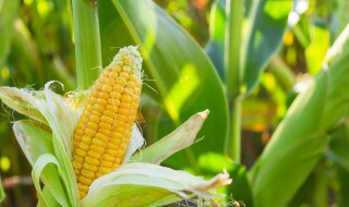 玉米除草剂使用注意事项（玉米除草剂使用注意事项有哪些）