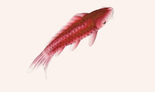 色粉调色有什么技巧 色粉调色有什么技巧美术