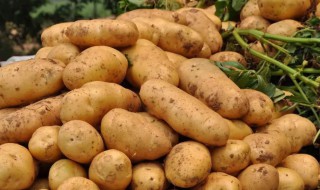 土豆施肥时间和方法 土豆施肥时间和方法是什么