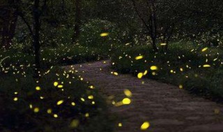 萤火虫养殖方法 萤火虫的养殖方法