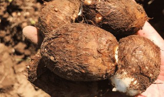 种芋头的季节和方法（什么时间种芋头好）