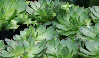 绿公主怎么繁殖 绿公主怎么繁殖水培