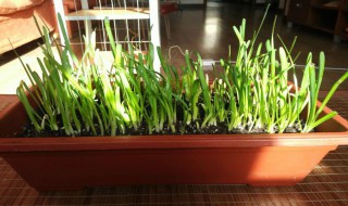 韭菜浇水的正确方法都有哪些 韭菜浇水的正确方法都有哪些图片