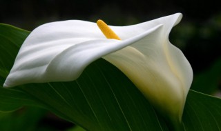 马蹄莲鲜切花的养护方法（马蹄莲鲜切花怎么养护）