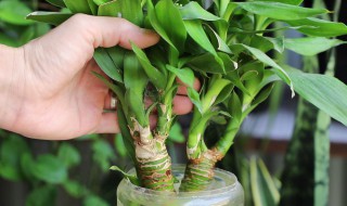 小盼菩提的养殖方法和注意事项（小盼菩提怎么养殖）