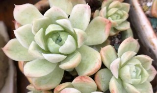 白月影多肉的养殖方法和注意事项（白月影多肉用什么土养好）