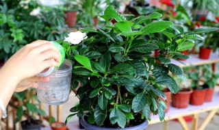 盆栽西红柿的养殖方法和注意事项（西红柿种植养护注意事项）