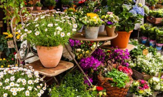 春兰的室内养殖方法及注意事项（春兰的室内养殖方法及注意事项图片）