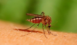 晚上有蚊子嗡嗡叫有什么妙招 晚上有蚊子嗡嗡叫有什么妙招吗