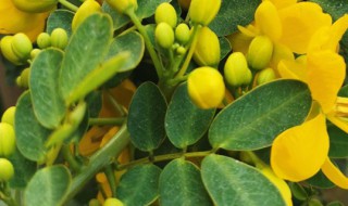 黄金梅的养殖方法和注意事项（黄金梅的养殖方法和注意事项有哪些）