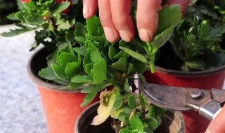 给花施肥的正确方法（给花施肥的正确方法图片）