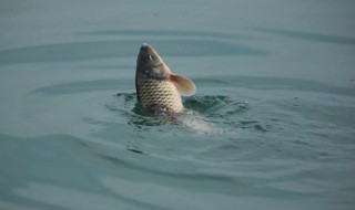 钓鲤鱼时让鲤鱼开口的四个妙招（如何让鲤鱼开口）