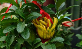 拂手瓜育苗方法 拂手瓜育苗方法视频