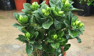 耐寒的盆栽植物有哪些 耐寒的盆栽植物有哪些品种