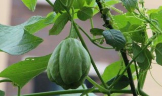 盆栽佛手瓜的家庭养殖方法 盆栽佛手瓜的家庭养殖方法图解