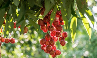 荔枝的储存方法 荔枝的储存方法有哪些