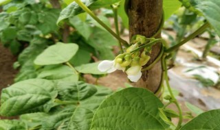 白芸豆种植时间和方法（白芸豆种植技术）