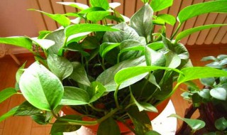 室内绿萝浇水的正确方法 室内绿萝怎么浇水