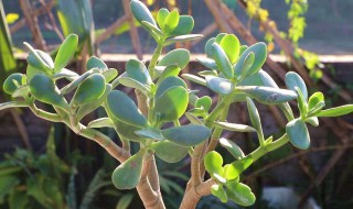 玉树的配土方法 玉树的配土方法视频